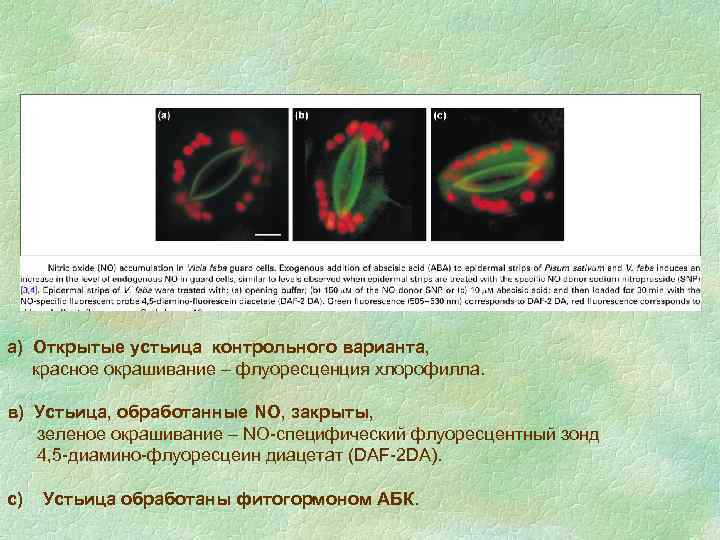 а) Открытые устьица контрольного варианта, красное окрашивание – флуоресценция хлорофилла. в) Устьица, обработанные NO,