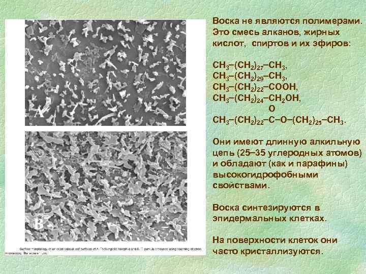 Воска не являются полимерами. Это смесь алканов, жирных кислот, спиртов и их эфиров: СН