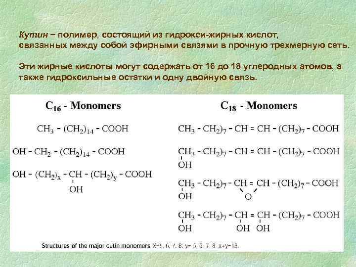 Кутин полимер, состоящий из гидрокси-жирных кислот, связанных между собой эфирными связями в прочную трехмерную