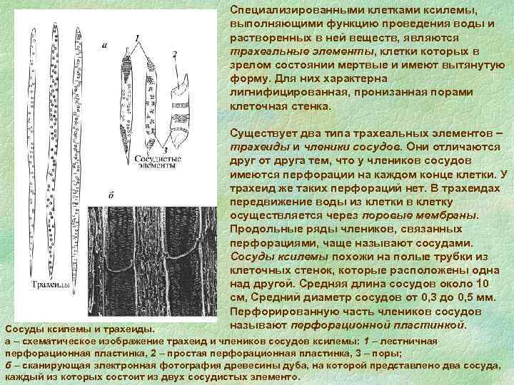 Проведение водного проведения. Специализированными клетками ксилемы выполняющими. Трахеиды состоят из члеников. Перфорация сосуда ксилемы. Транспорт воды через трахеиды.