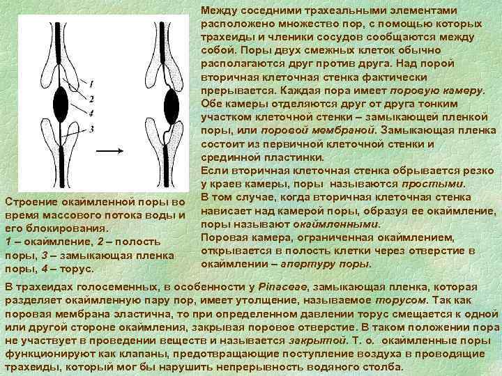 Строение окаймленной поры во время массового потока воды и его блокирования. 1 – окаймление,