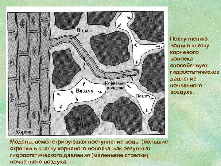 Поступлению воды в клетку корневого волоска способствует гидростатическое давление почвенного воздуха. Модель, демонстрирующая поступление