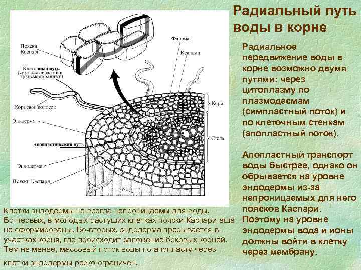 Симпластный апопластный вакуолярный пути транспорта веществ и их значение презентация