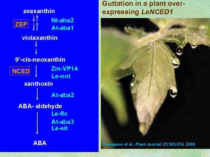 zeaxanthin Guttation in a plant overexpressing Le. NCED 1 Nt-aba 2 At-aba 1 ZEP