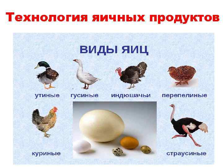 Технология яичных продуктов 