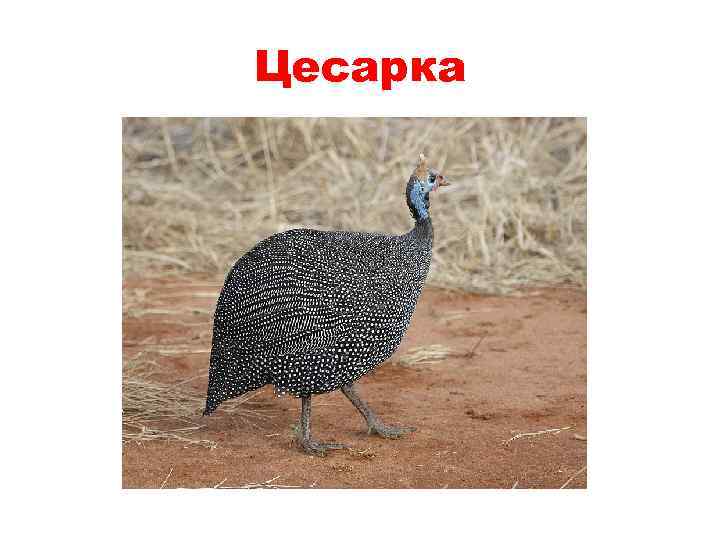 Цесарка 