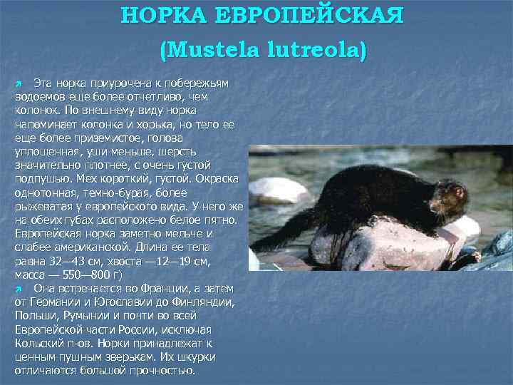 Норка описание. Европейская норка фото. Меры по сохранению европейской норки. Череп европейской норки. Меры для сохранения европейской норки.