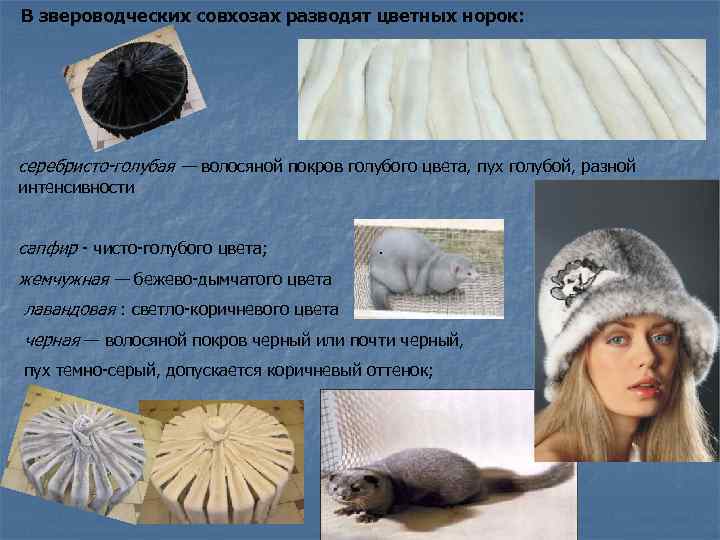 В звероводческих совхозах разводят цветных норок: серебристо-голубая — волосяной покров голубого цвета, пух голубой,