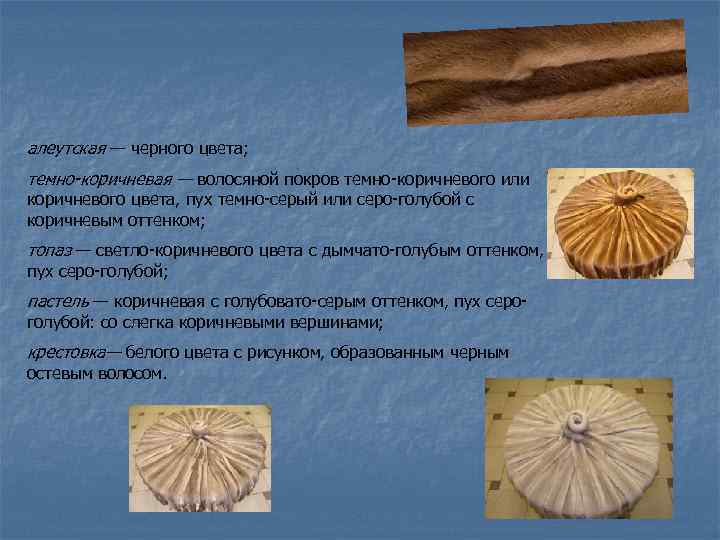 алеутская — черного цвета; темно-коричневая — волосяной покров темно-коричневого или коричневого цвета, пух темно-серый
