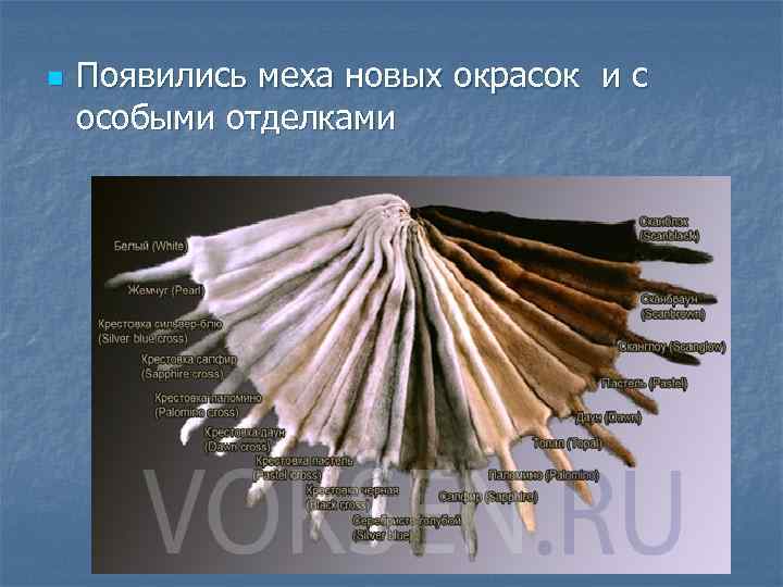 n Появились меха новых окрасок и с особыми отделками 