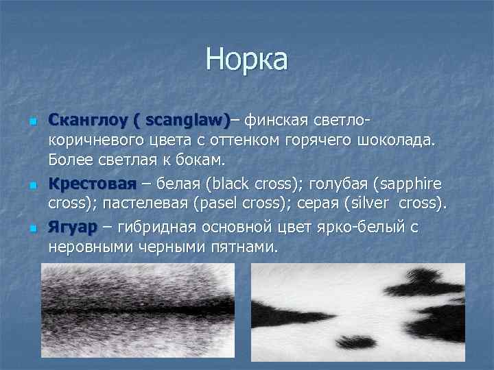 Норка n n n Сканглоу ( scanglaw)– финская светлокоричневого цвета с оттенком горячего шоколада.