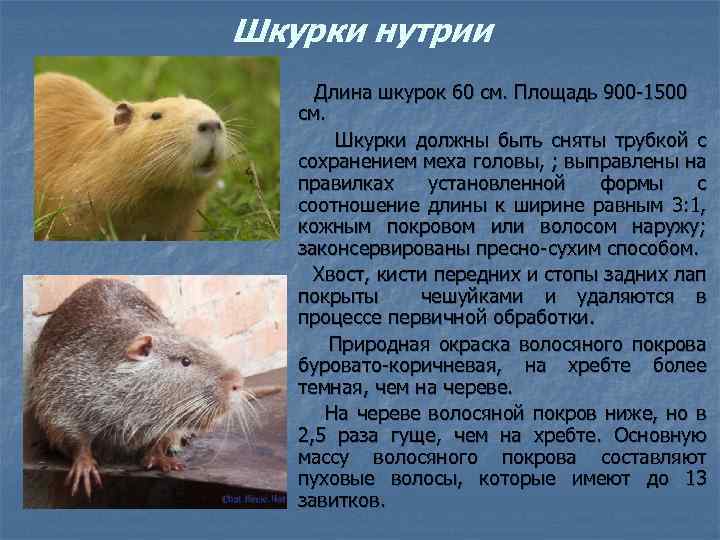 Шкурки нутрии Длина шкурок 60 см. Площадь 900 -1500 см. Шкурки должны быть сняты