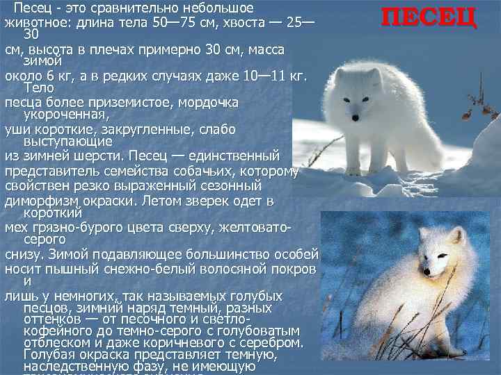 Описание белой лисы. Песец презентация. Сообщение о Песце. Песец описание. Песец доклад.