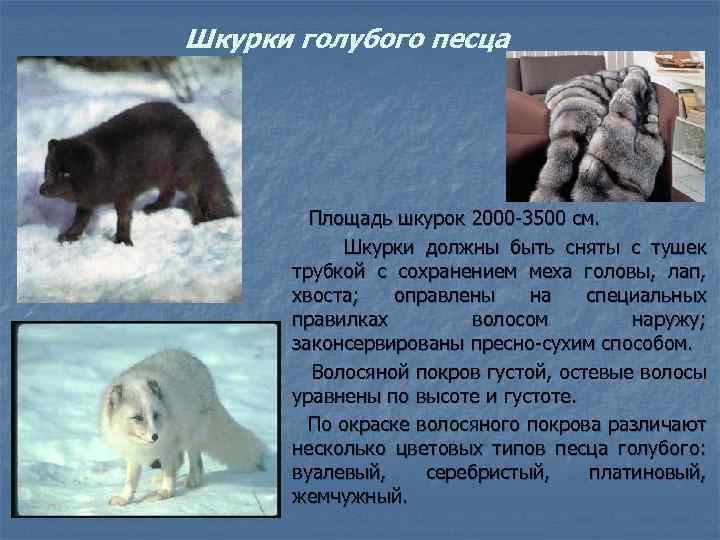 Шкурки голубого песца Площадь шкурок 2000 -3500 см. Шкурки должны быть сняты с тушек