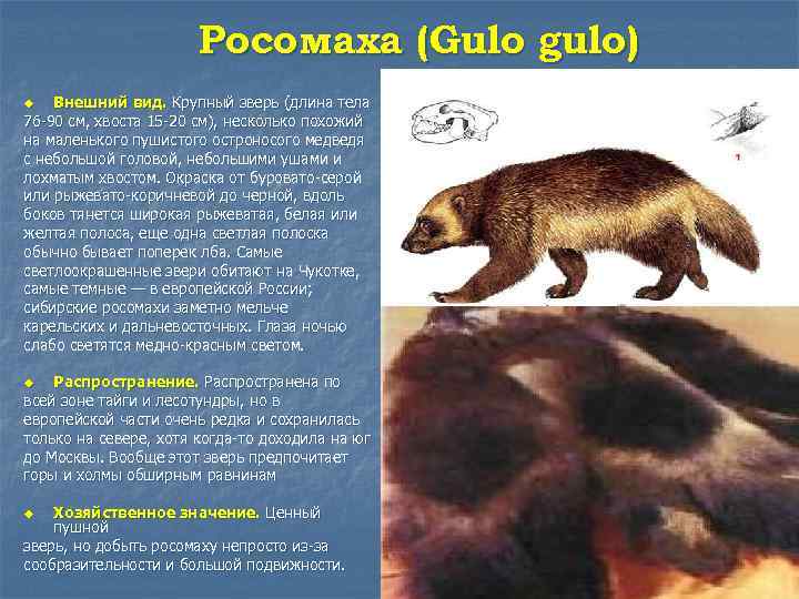 Росомаха (Gulo gulo) Внешний вид. Крупный зверь (длина тела 76 -90 см, хвоста 15