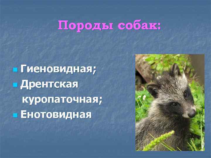 Породы собак: Гиеновидная; n Дрентская куропаточная; n Енотовидная n 
