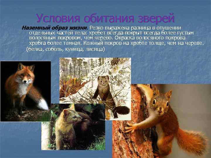 Условия обитания зверей Наземный образ жизни. Резко выражена разница в опушении отдельных частей тела: