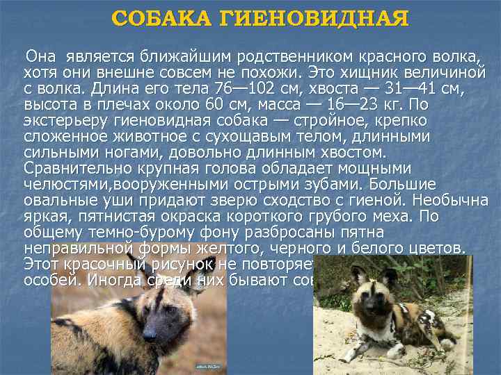 СОБАКА ГИЕНОВИДНАЯ Она является ближайшим родственником красного волка, хотя они внешне совсем не похожи.
