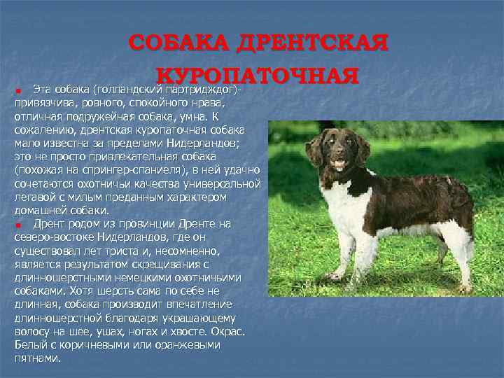 СОБАКА ДРЕНТСКАЯ КУРОПАТОЧНАЯ Эта собака (голландский партридждог)- привязчива, ровного, спокойного нрава, отличная подружейная собака,