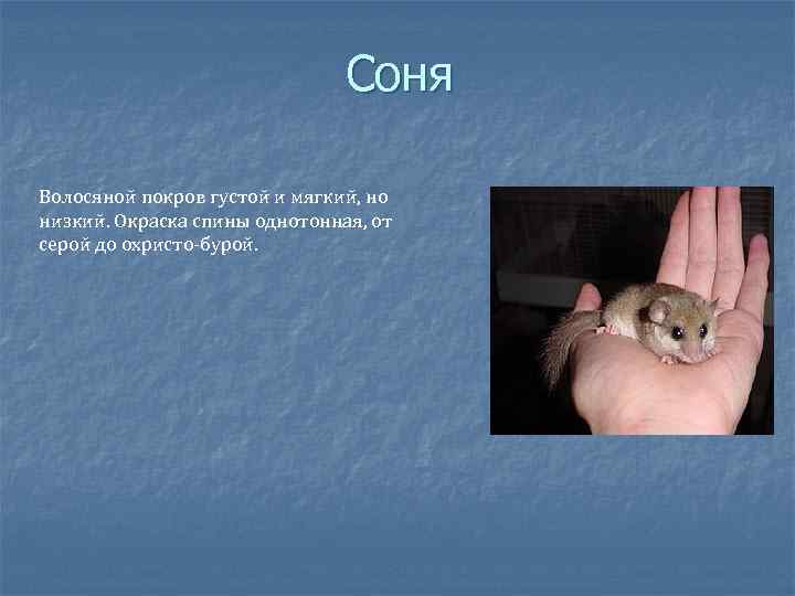 Соня Волосяной покров густой и мягкий, но низкий. Окраска спины однотонная, от серой до