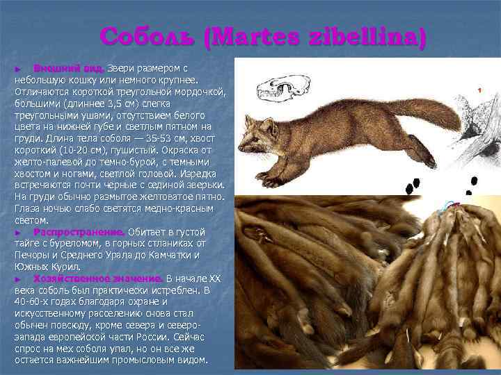 Соболь (Martes zibellina) Внешний вид. Звери размером с небольшую кошку или немного крупнее. Отличаются