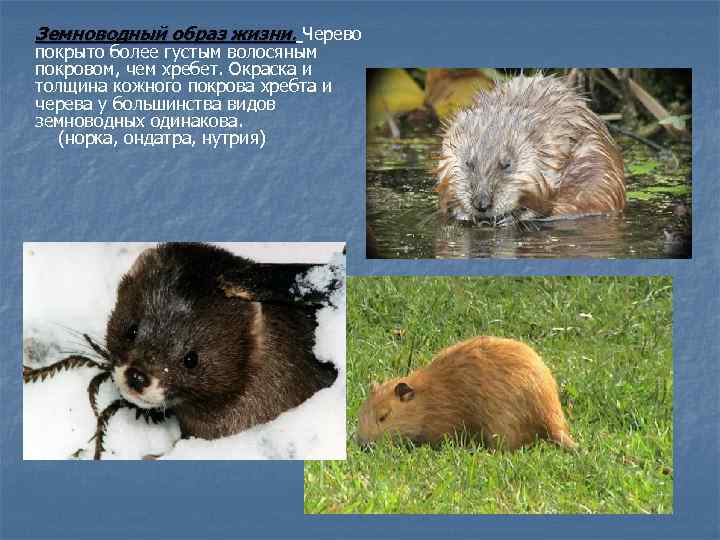 Земноводный образ жизни. Черево покрыто более густым волосяным покровом, чем хребет. Окраска и толщина