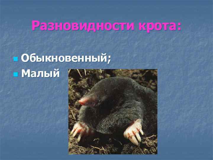Разновидности крота: Обыкновенный; n Малый n 