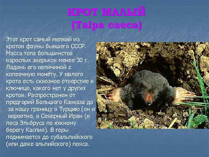 КРОТ МАЛЫЙ (Talpa caeca) Этот крот самый мелкий из кротов фауны бывшего СССР. Масса