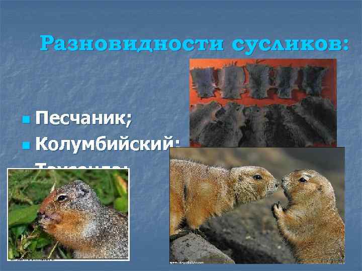 Разновидности сусликов: Песчаник; n Колумбийский; n Таусенда; n 