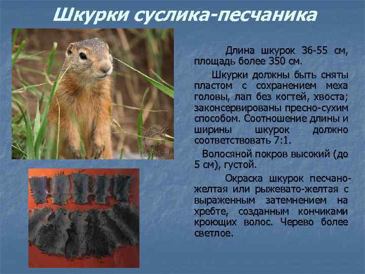 Шкурки суслика-песчаника Длина шкурок 36 -55 см, площадь более 350 см. Шкурки должны быть