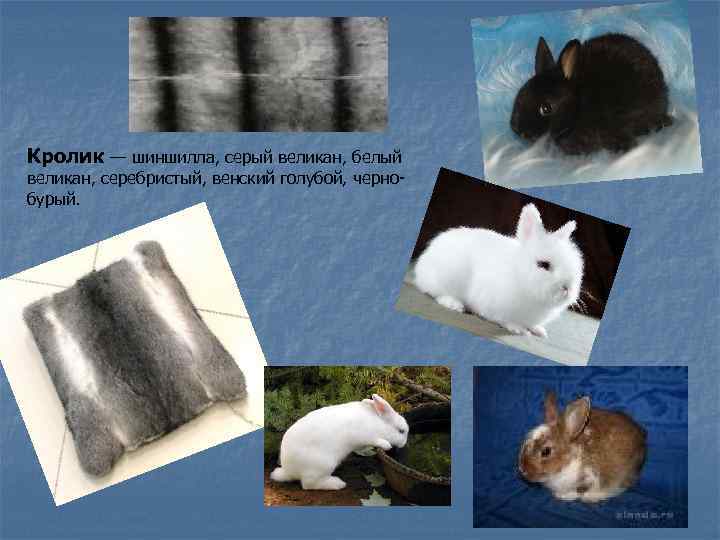 Кролик — шиншилла, серый великан, белый великан, серебристый, венский голубой, чернобурый. 