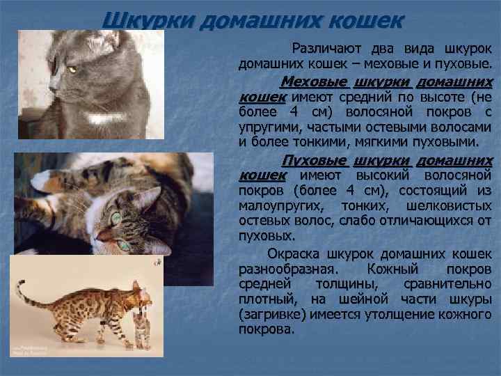 Шкурки домашних кошек Различают два вида шкурок домашних кошек – меховые и пуховые. Меховые