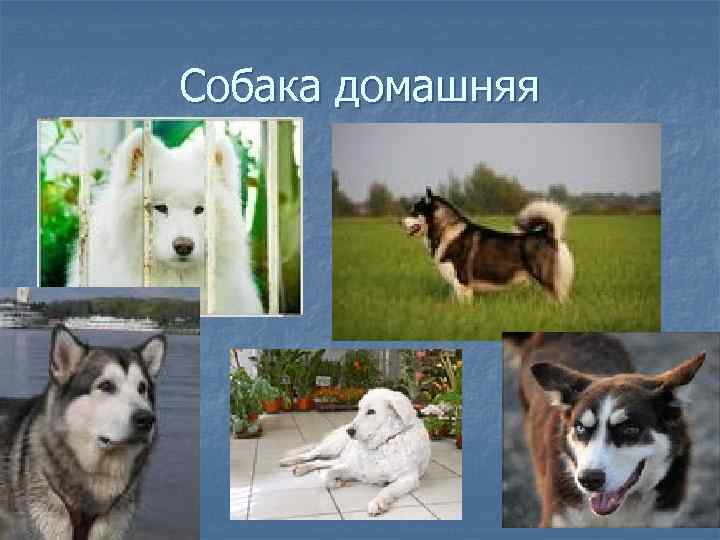 Собака домашняя 