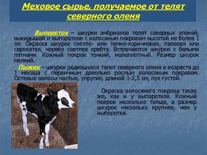 Меховое сырье, получаемое от телят северного оленя Выпороток – шкурки эмбрионов телят северных оленей,
