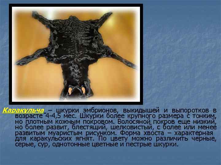 Каракульча – шкурки эмбрионов, выкидышей и выпоротков в возрасте 4 -4, 5 мес. Шкурки