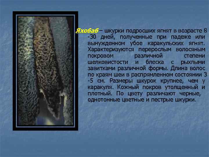 Яхобаб – шкурки подросших ягнят в возрасте 8 -30 дней, полученные при падеже или
