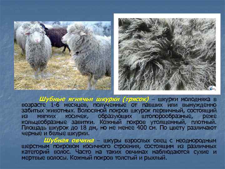  Шубные ягнячьи шкурки (трясок) – шкурки молодняка в возрасте 1 -6 месяцев, полученные