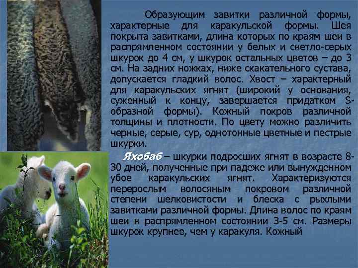  Образующим завитки различной формы, характерные для каракульской формы. Шея покрыта завитками, длина которых