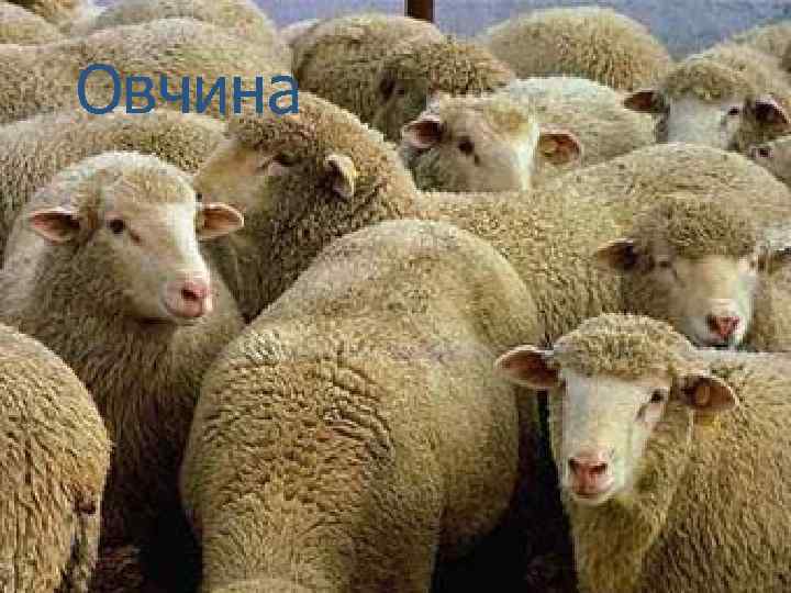 Овчина 