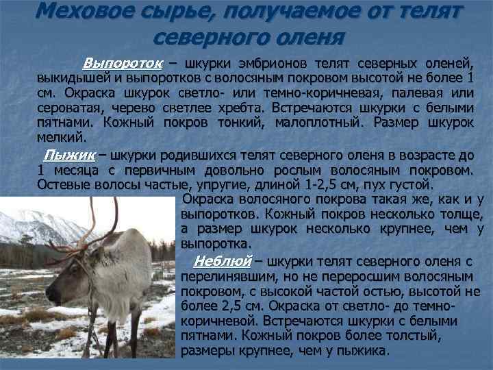 Меховое сырье, получаемое от телят северного оленя Выпороток – шкурки эмбрионов телят северных оленей,