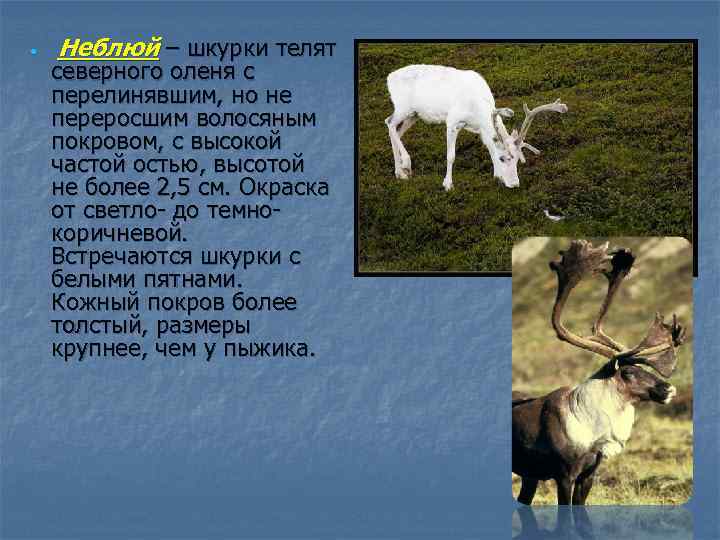  Неблюй – шкурки телят северного оленя с перелинявшим, но не переросшим волосяным покровом,