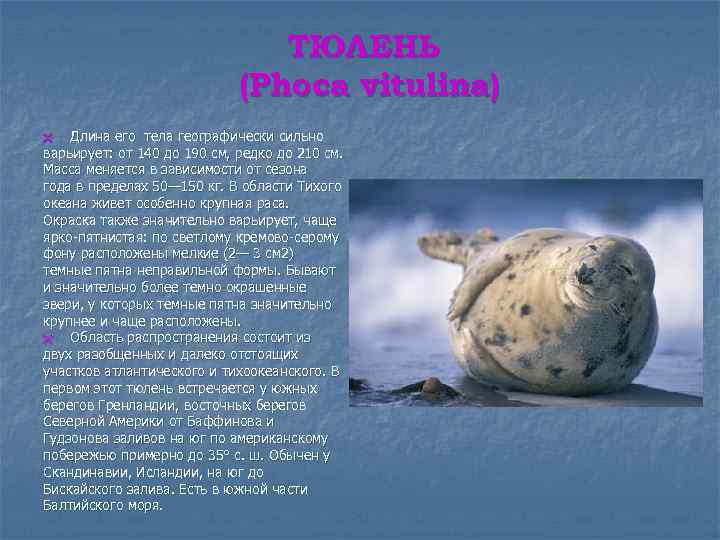 ТЮЛЕНЬ (Phoca vitulina) Длина его тела географически сильно варьирует: от 140 до 190 см,
