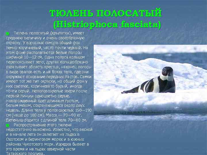 ТЮЛЕНЬ ПОЛОСАТЫЙ (Histriophoca fasciata) Тюлень полосатый (крылатка), имеет среднюю величину и очень своеобразную окраску.