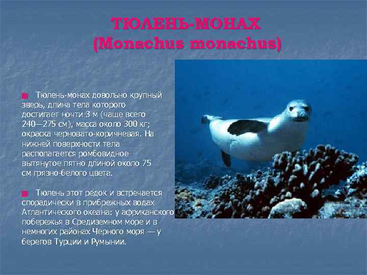 ТЮЛЕНЬ-МОНАХ (Monachus monachus) Тюлень-монах довольно крупный зверь, длина тела которого достигает ночти 3 м