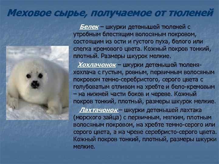 Меховое сырье, получаемое от тюленей Белек – шкурки детенышей тюленей с утробным блестящим волосяным