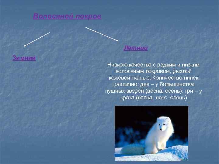 Волосяной покров Летний Зимний Низкого качества с редким и низким волосяным покровом, рыхлой кожевой