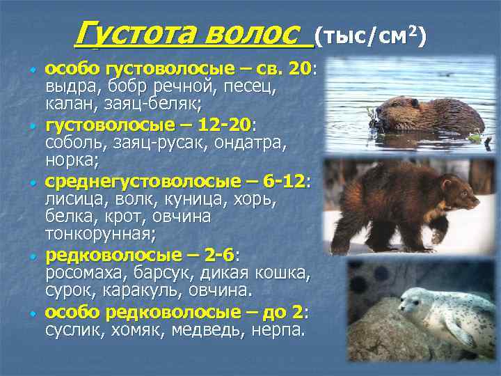 Густота волос (тыс/см 2) особо густоволосые – св. 20: выдра, бобр речной, песец, калан,