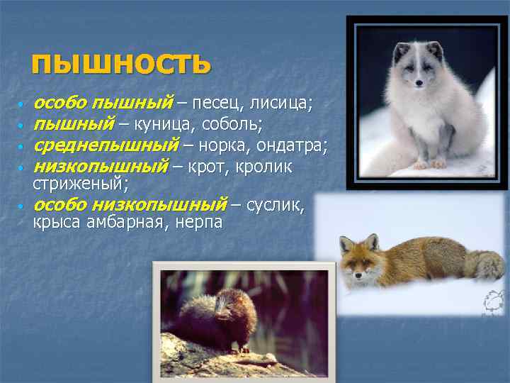 пышность особо пышный – песец, лисица; пышный – куница, соболь; среднепышный – норка, ондатра;