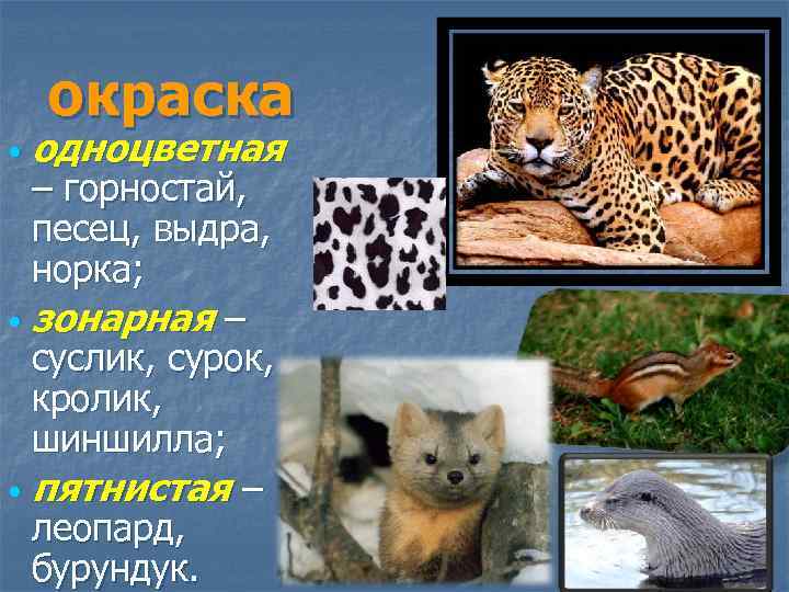 окраска одноцветная – горностай, песец, выдра, норка; зонарная – суслик, сурок, кролик, шиншилла; пятнистая