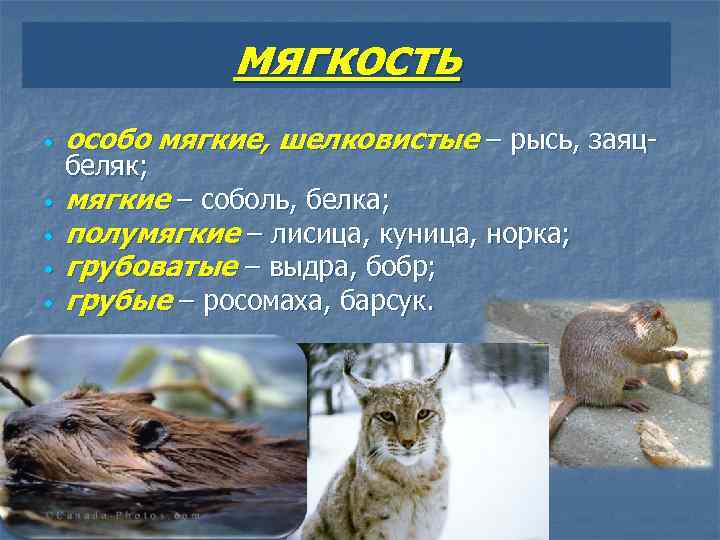 мягкость особо мягкие, шелковистые – рысь, заяцбеляк; мягкие – соболь, белка; полумягкие – лисица,